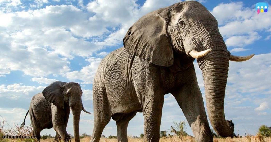 70+ Excellent Elephant Names (With Meanings) Excellent Elephant Names (With Meanings)