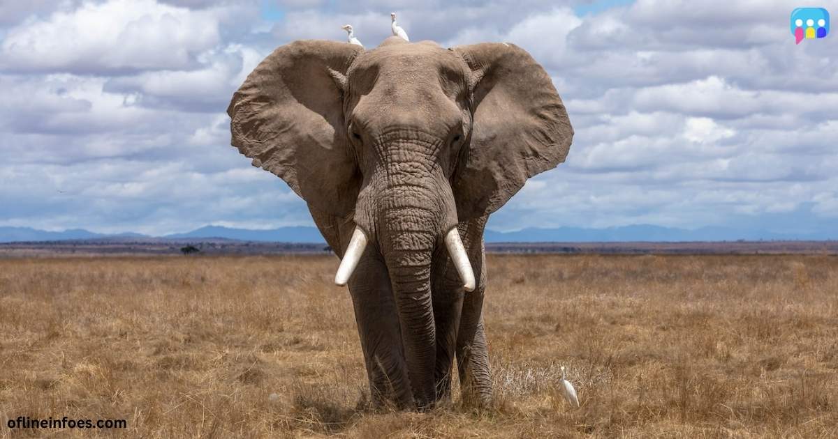 How to Choose a Great Name for an Elephant