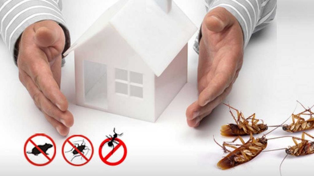 Signs It’s Time to Call a Pest Control Company
